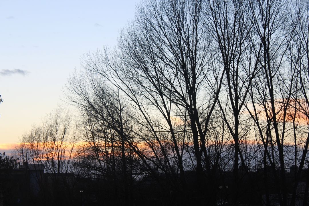 Tranquil Winter Sunset Silhouette with Bare Trees - Free Images, Stock Photos and Pictures on Pikwizard.com