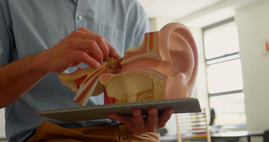 Teacher Demonstrating Ear Anatomy Model in Classroom