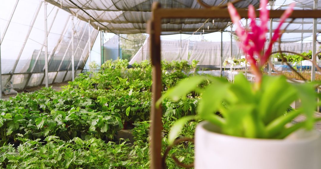 Lush Greenhouse Nursery with Vibrant Pink Flower in Foreground