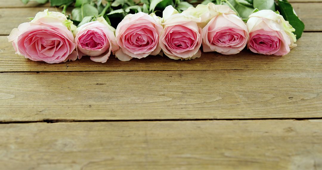Pink Roses Arranged on Wooden Surface - Free Images, Stock Photos and Pictures on Pikwizard.com