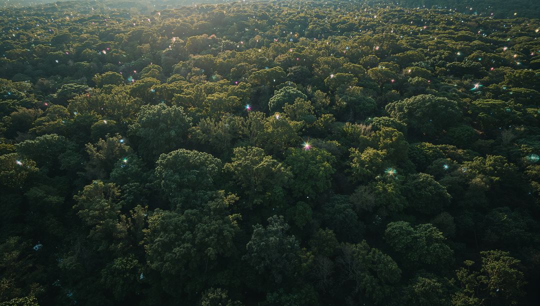 Drone Capturing Sunlit Dense Forest Canopy with Sparkling Glints and Distant Horizon
