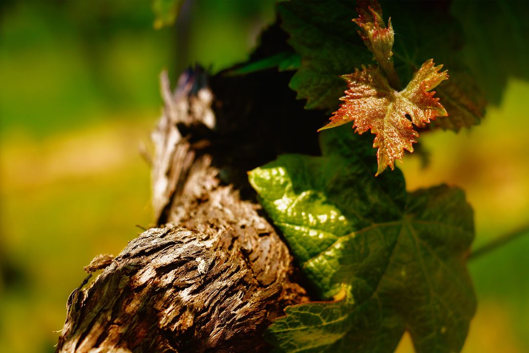 Vineyard Close-Up with Emerging Leaves in Sunlight