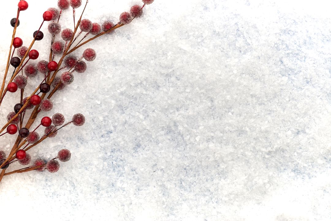 Winter Frosted Red Berry Twig on Snow Background