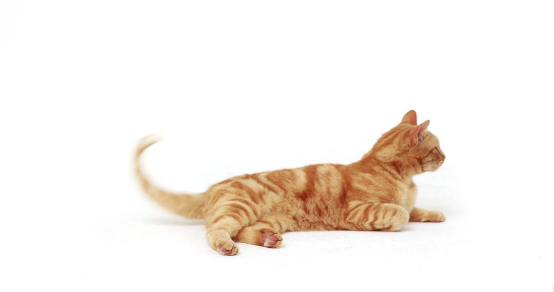 Relaxed Ginger Cat Lying on White Background with Tail Wagging - Free Images, Stock Photos and Pictures on Pikwizard.com