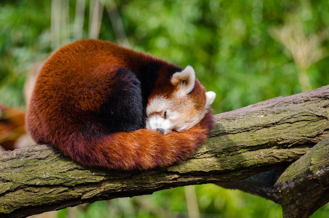 Red Panda Sleeping on Tree Branch - Free Images, Stock Photos and Pictures on Pikwizard.com