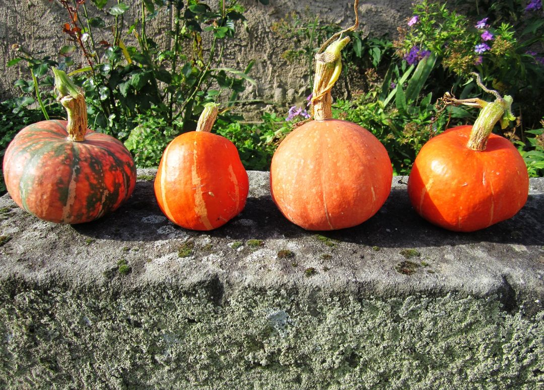 Row of Colorful Pumpkins on Stone Wall in Garden - Free Images, Stock Photos and Pictures on Pikwizard.com