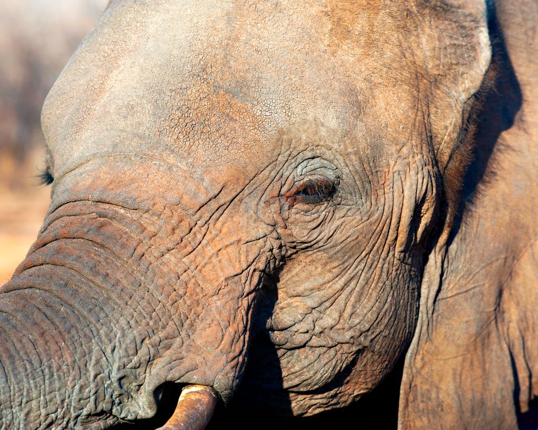Close-Up of Elephant with Wrinkled Skin and Trunk - Free Images, Stock Photos and Pictures on Pikwizard.com