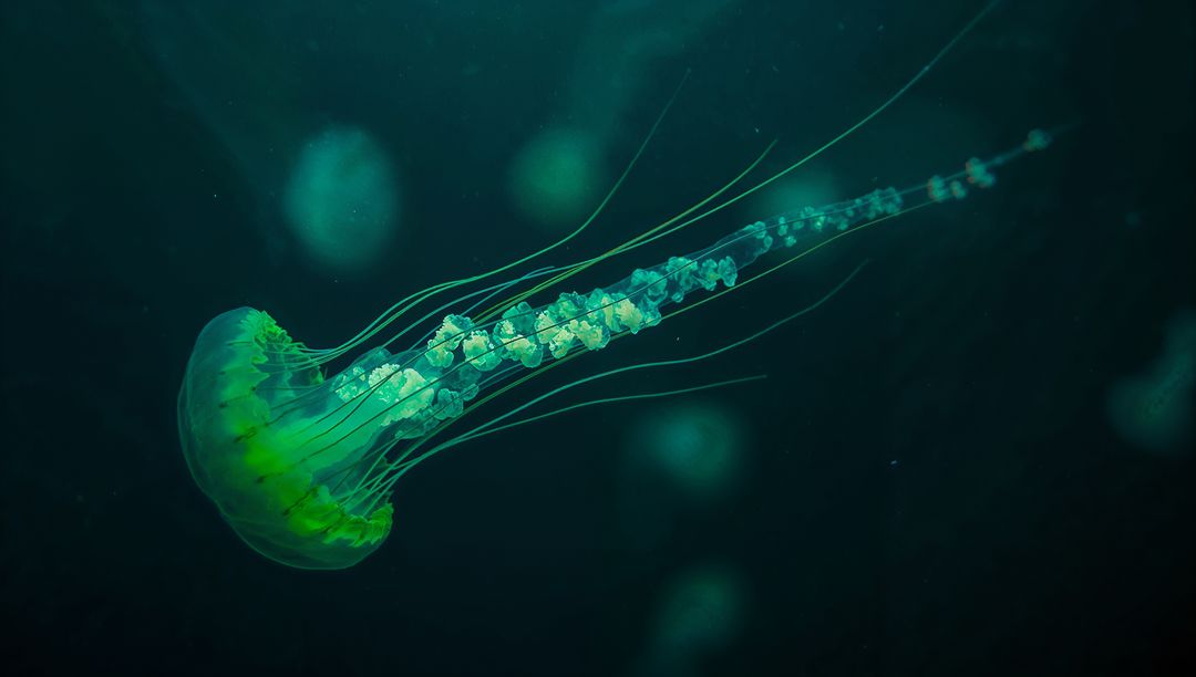 Bioluminescent Jellyfish Drifting in Tranquil Teal Waters