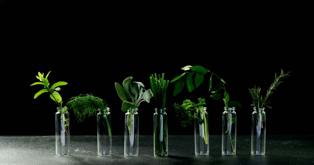 Various Fresh Herbs Displayed in Glass Bottles Against Black Background - Free Images, Stock Photos and Pictures on Pikwizard.com