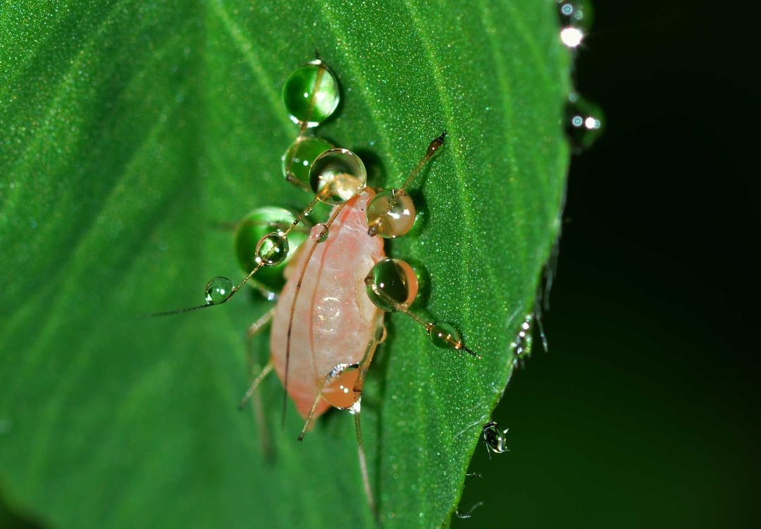 Macro Shot of Aphid on Leaf with Water Droplets - Free Images, Stock Photos and Pictures on Pikwizard.com