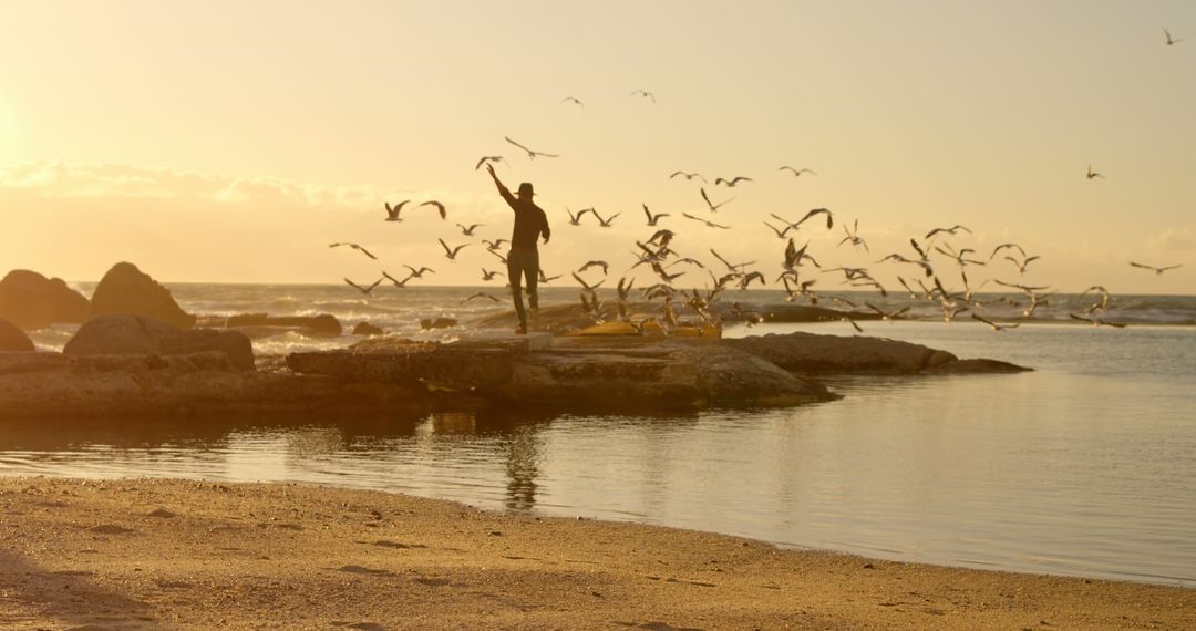 Silhouette of Man Feeding Flock of Seagulls at Beach Sunset - Free Images, Stock Photos and Pictures on Pikwizard.com