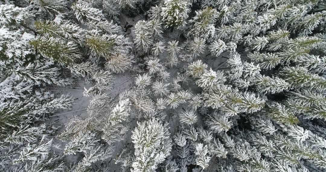 Aerial View of Snow-Covered Pine Trees in Forest - Free Images, Stock Photos and Pictures on Pikwizard.com