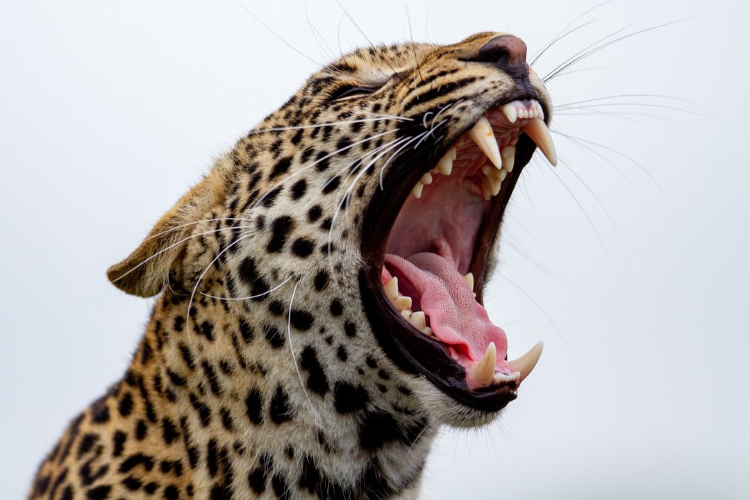 Leopard Yawning Exposing Massive Canines Close-Up Wildlife Portrait for Conservation