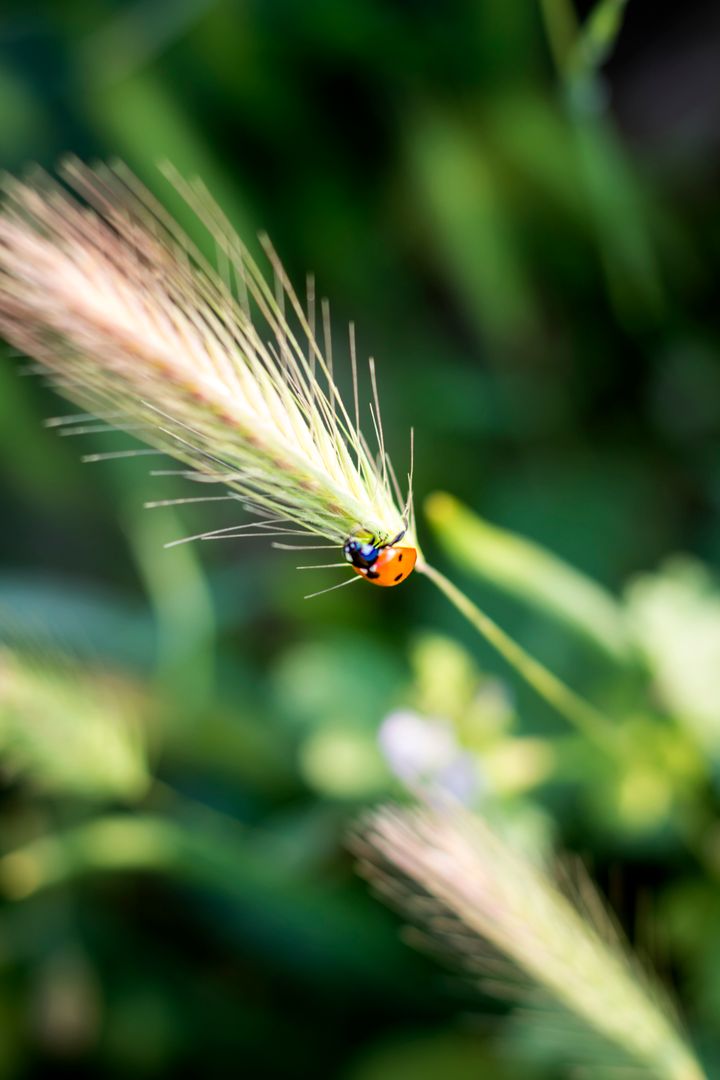 Ladybug Perched on Grass Stem in Natural Green Environment - Free Images, Stock Photos and Pictures on Pikwizard.com