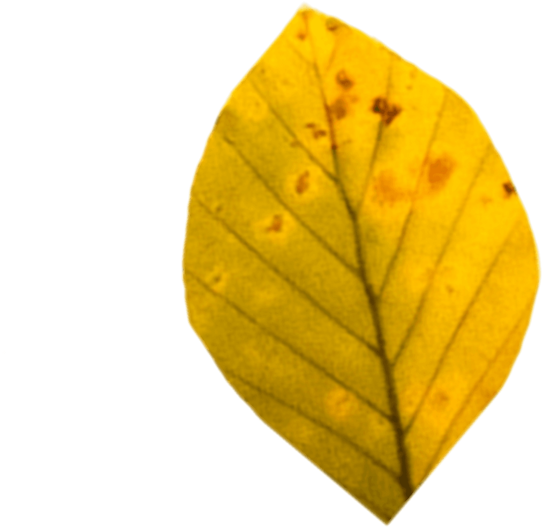 Transparent Yellow Dry Leaf with Distinct Veins and Texture