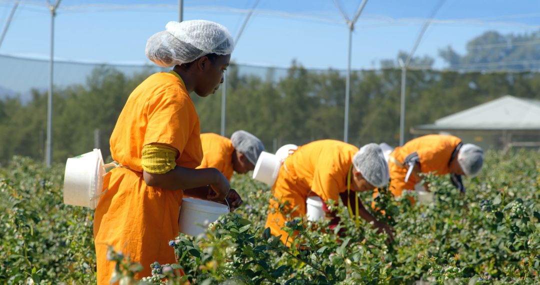 Diverse Female Workers Harvesting Blueberries in Greenhouse