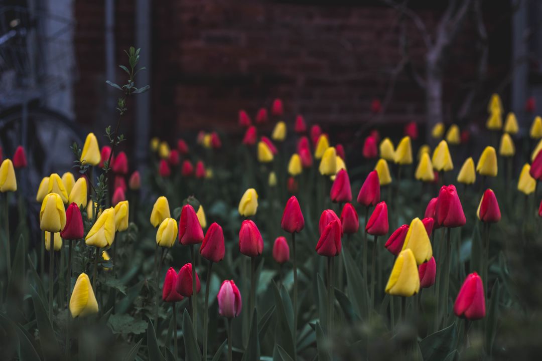 Moody red and yellow tulip garden with closed buds and dark brick backdrop for spring