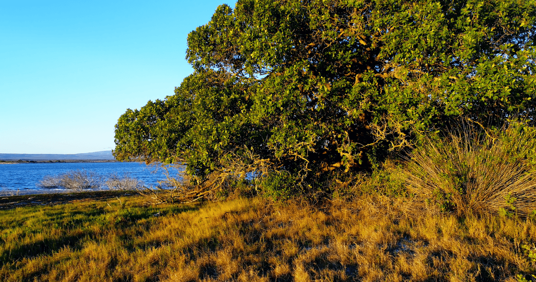 Tree with Lush Leaves by Tranquil Seaside Under Clear Blue Sky