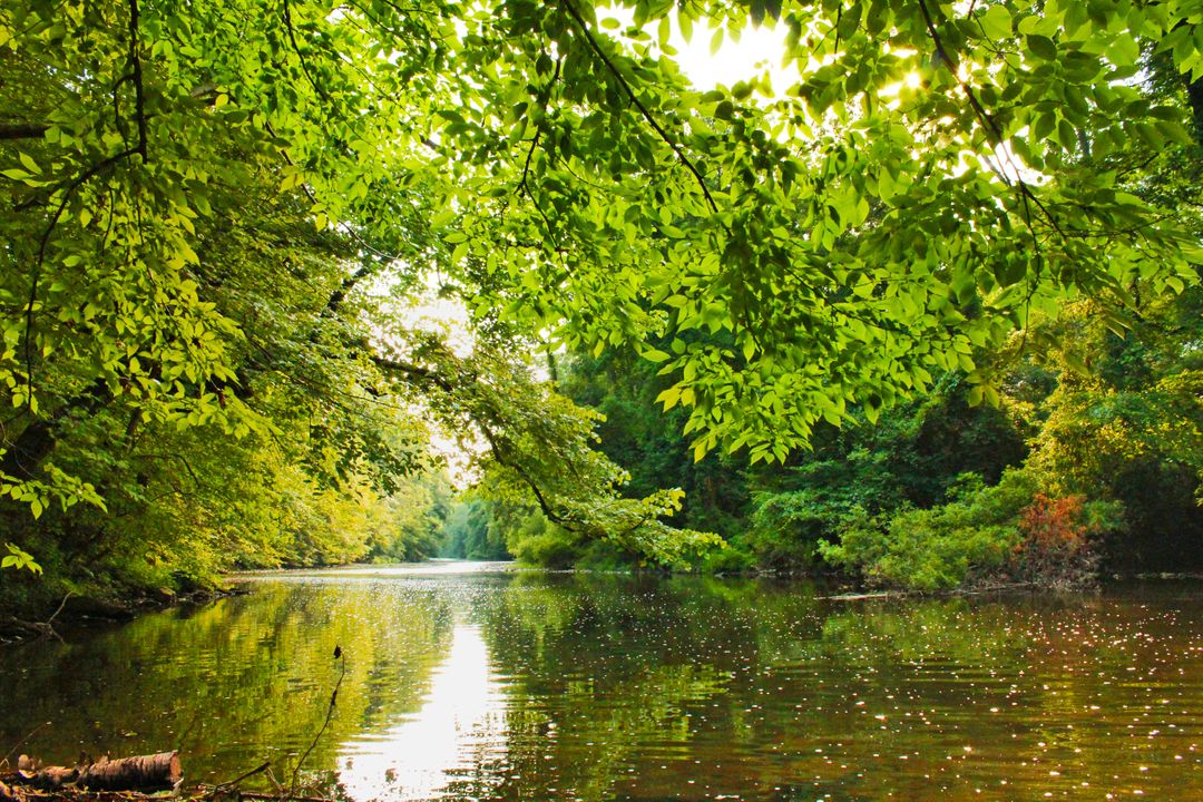 Serene Riverside Landscape with Dense Green Foliage - Free Images, Stock Photos and Pictures on Pikwizard.com