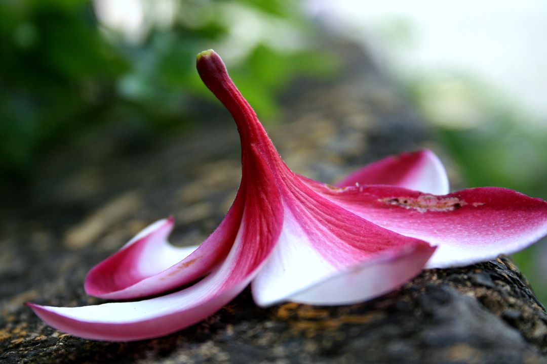 Fallen pink and white plumeria petal resting on bark macro close-up with soft green bokeh