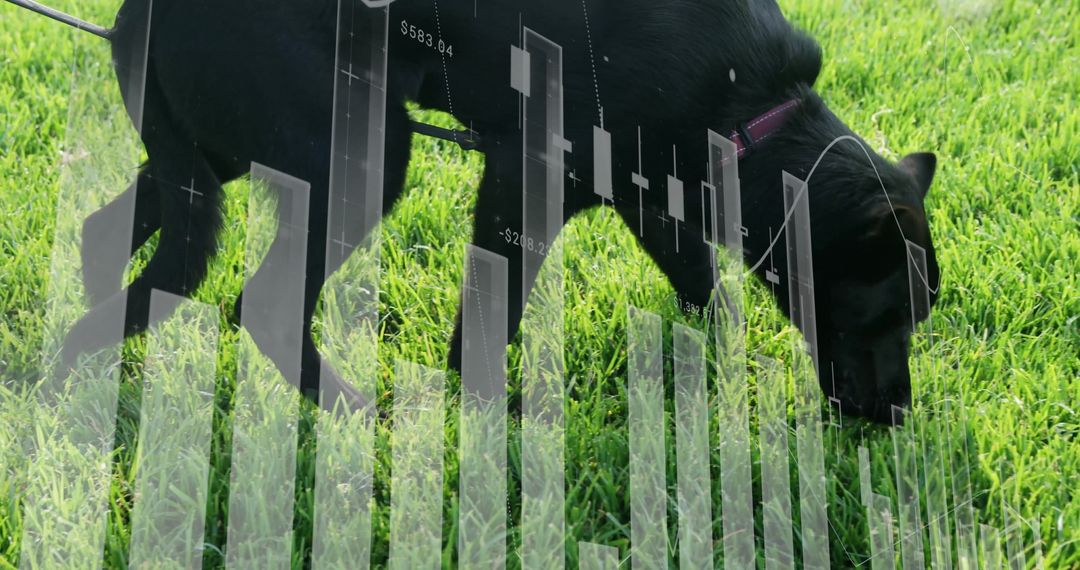 Black Dog on Lawn with Transparent Financial Charts Overlay