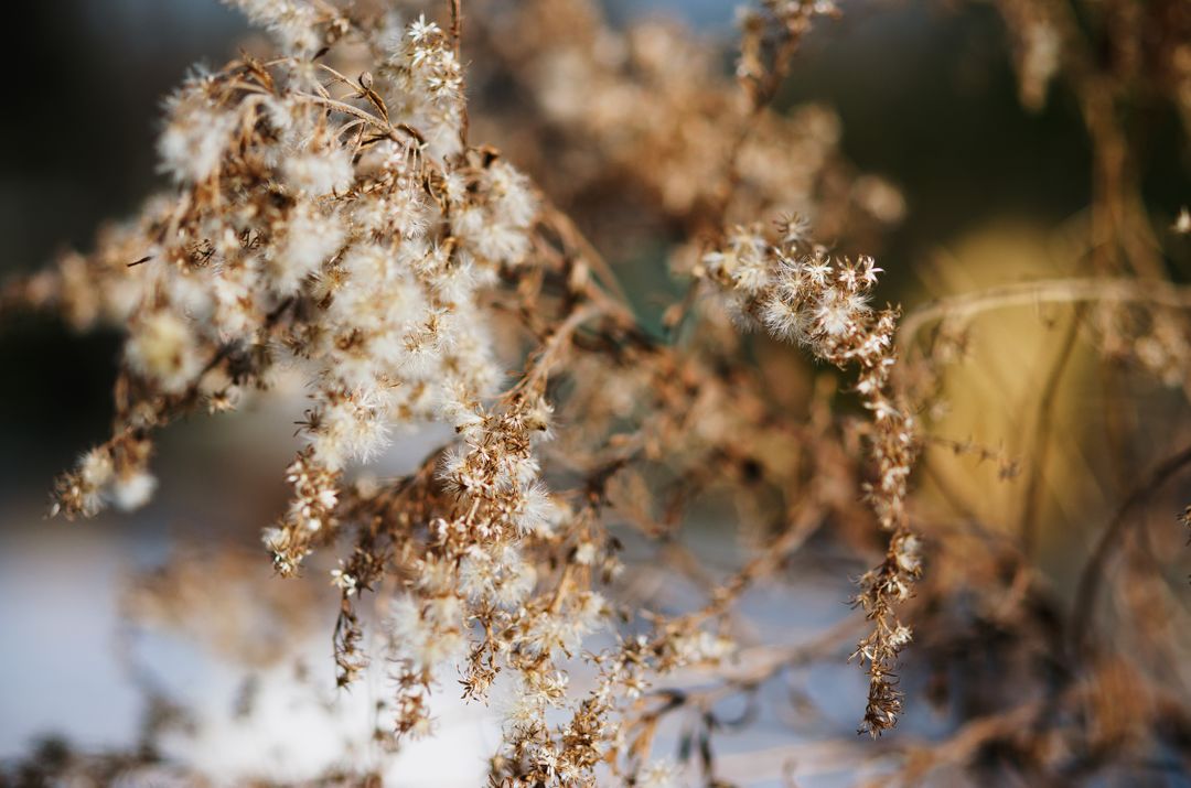 Close-Up of Dried Wildflowers, Soft Bokeh in Background - Free Images, Stock Photos and Pictures on Pikwizard.com