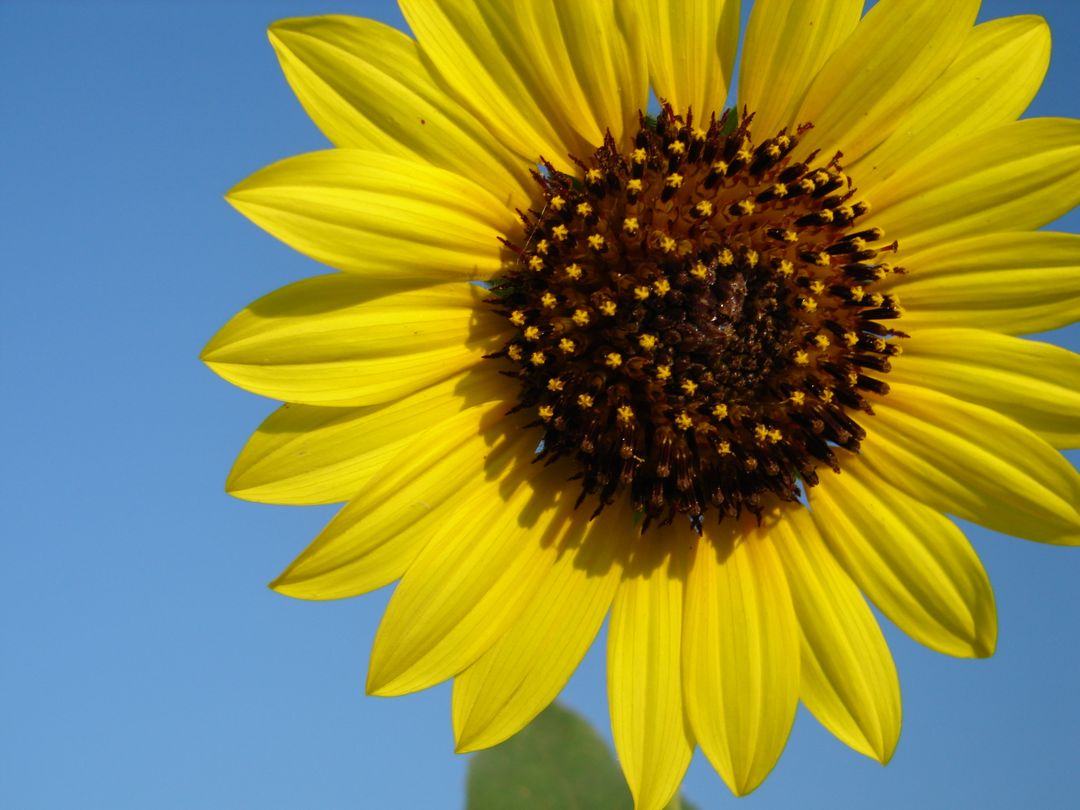 Close up of sunflower blooming against sky - Free Images, Stock Photos and Pictures on Pikwizard.com