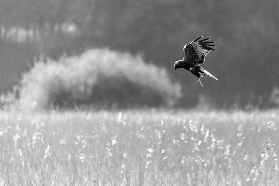 Hovering raptor hunting over wind-swept grassland in high-contrast black and white