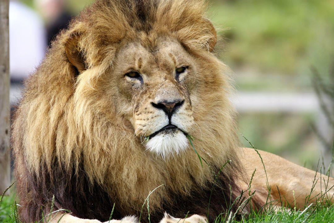 Majestic Lion Resting in Grassland - Free Images, Stock Photos and Pictures on Pikwizard.com