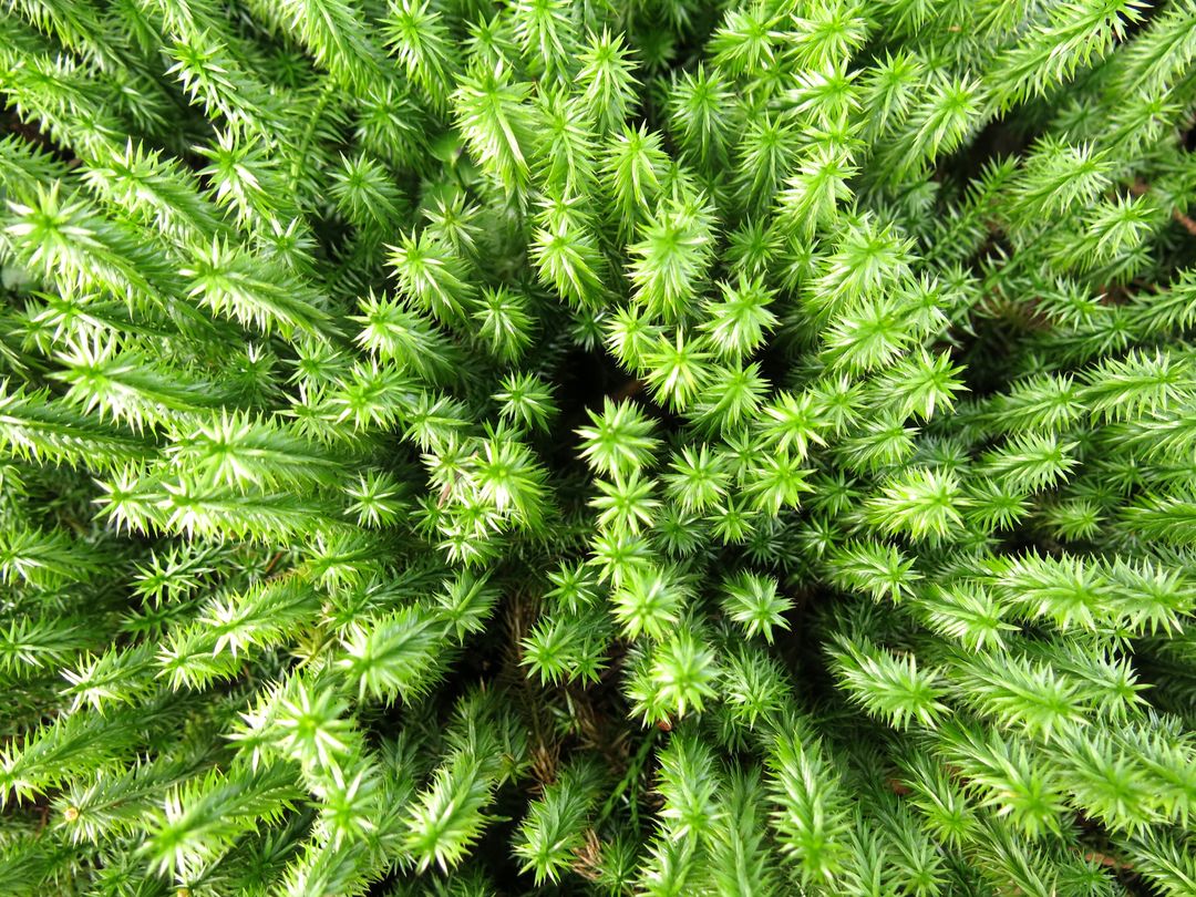 Close-Up of Vibrant Green Moss in Nature - Free Images, Stock Photos and Pictures on Pikwizard.com