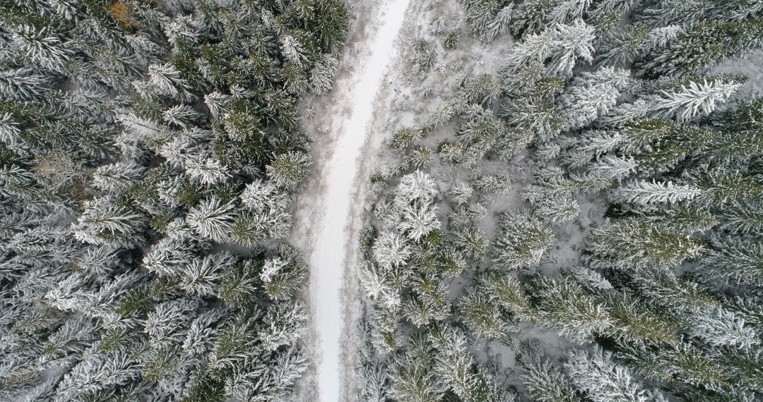 Snow-covered forest with winding path from above - Free Images, Stock Photos and Pictures on Pikwizard.com