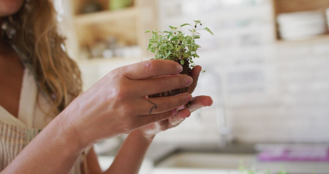 Close-Up of Woman Holding Young Plant in Kitchen - Free Images, Stock Photos and Pictures on Pikwizard.com