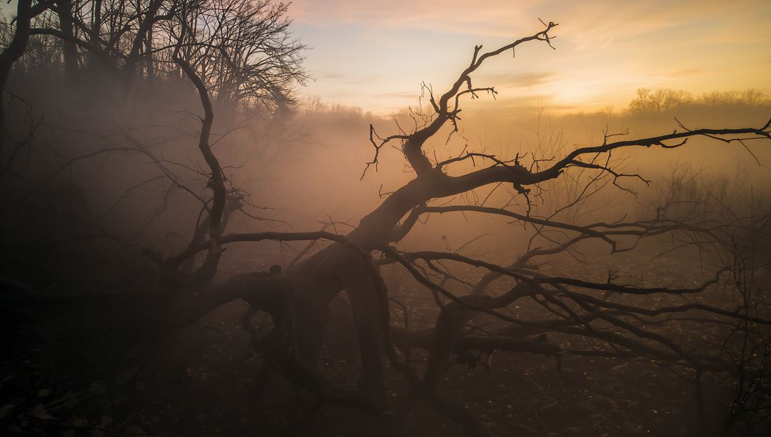 Foggy Dawn with Uprooted Tree in Forest Clearing