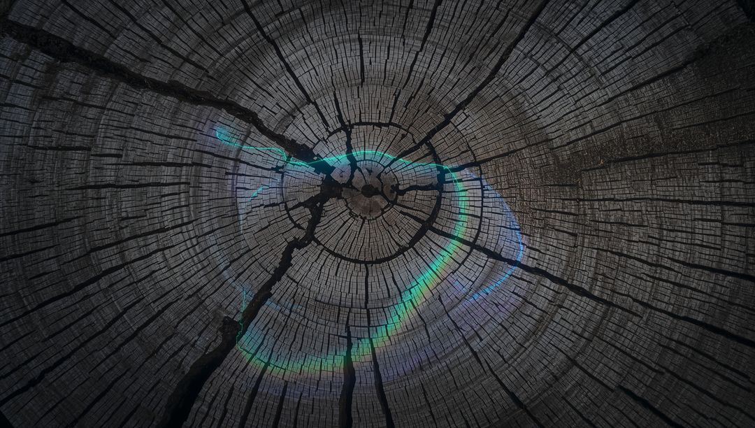 Iridescent Teal Arc on Weathered Tree Stump Cross-Section Showing Concentric Growth Rings