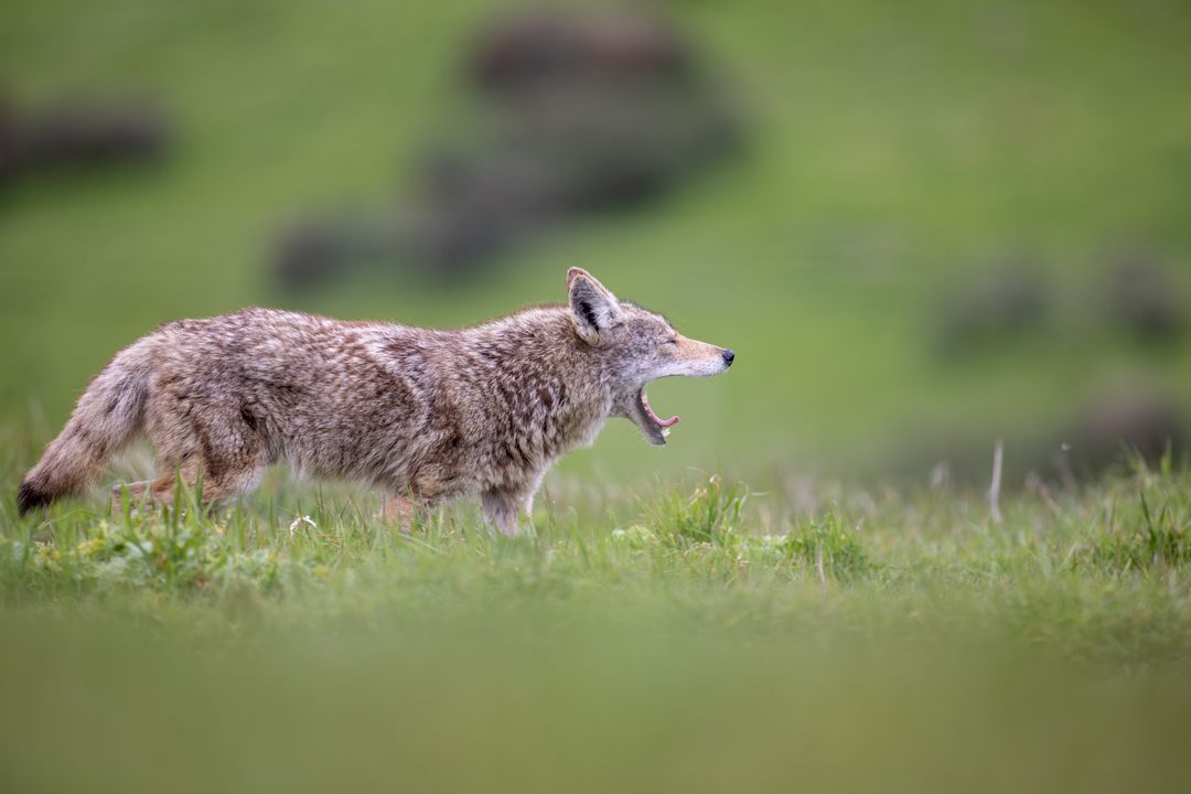 Coyote Howling in Lush Meadow with Blurred Background