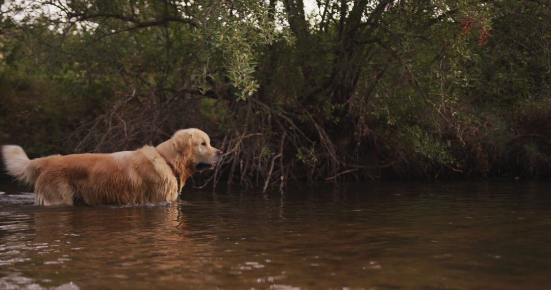Golden Retriever Standing in Forest Stream at Dusk - Free Images, Stock Photos and Pictures on Pikwizard.com