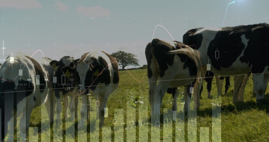 Holstein Cows Grazing with Financial Data Overlay in Rural Setting