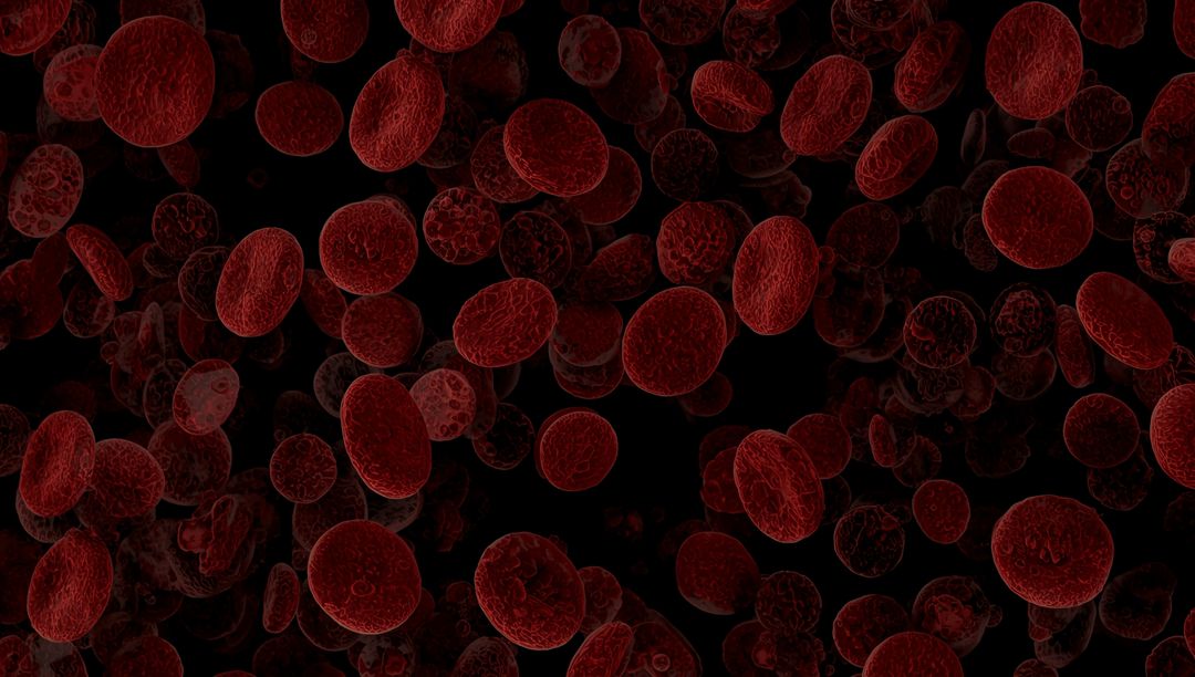 Microscopic View of Floating Red Blood Cells Highlighting Biconcave Structure