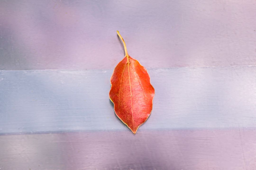 Autumn Red Leaf in Minimalist Composition