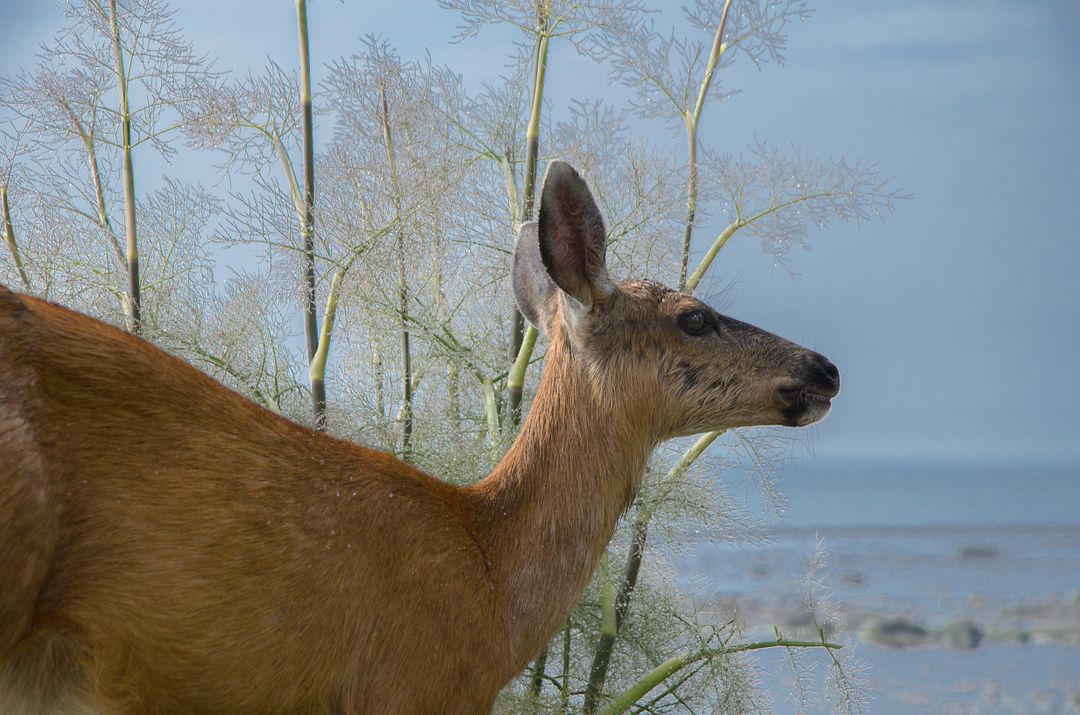 Graceful Deer Grazing by Coastal Landscape - Free Images, Stock Photos and Pictures on Pikwizard.com