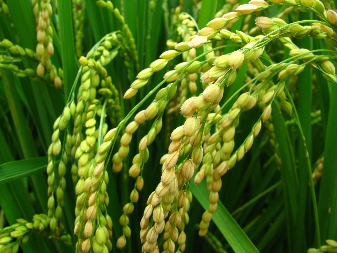 Close-up of Ripe Rice Plants in Field - Free Images, Stock Photos and Pictures on Pikwizard.com