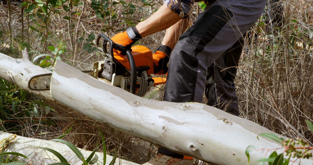 Man using chainsaw cutting huge fallen tree in forest - Free Images, Stock Photos and Pictures on Pikwizard.com