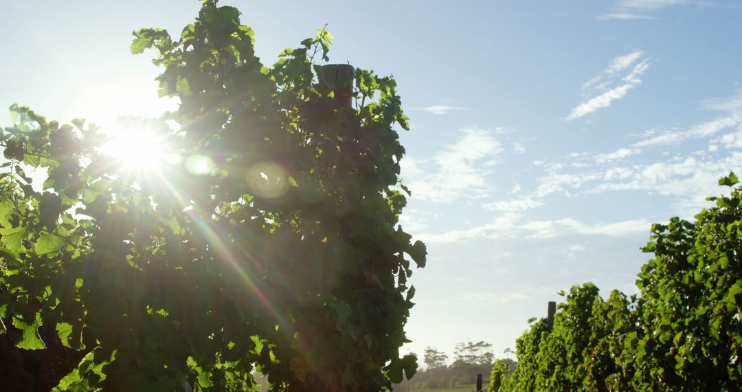 Sunlit Vineyard with Lush Greenery in the Early Morning - Free Images, Stock Photos and Pictures on Pikwizard.com