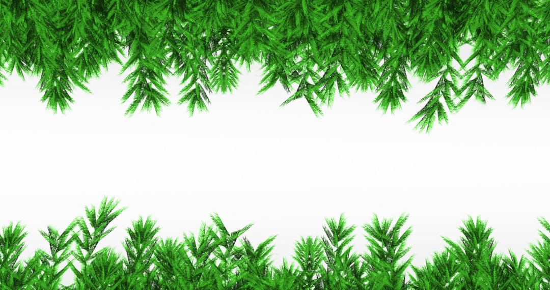 Green Fir Branches Border Isolated on White