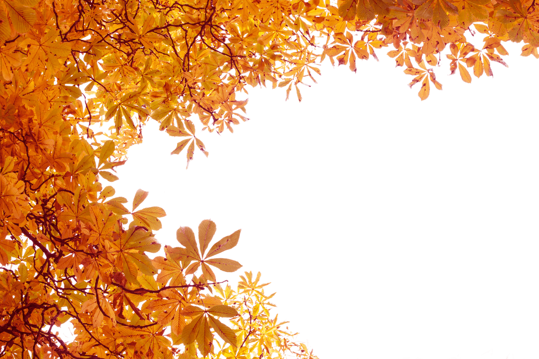 Autumn Leaves Frame with Transparent Background