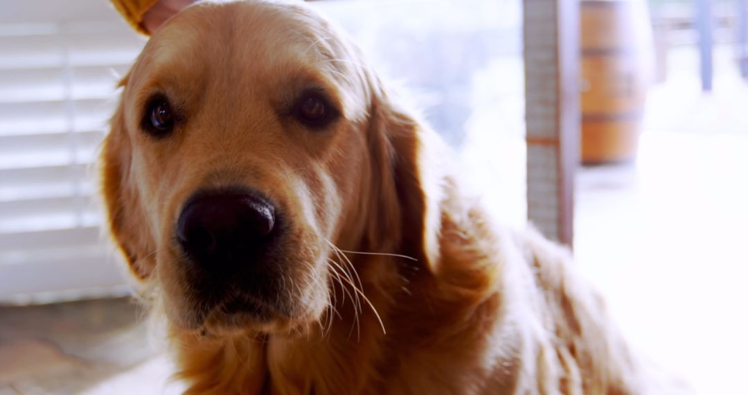 Golden Retriever at Home with Loving Human Companion