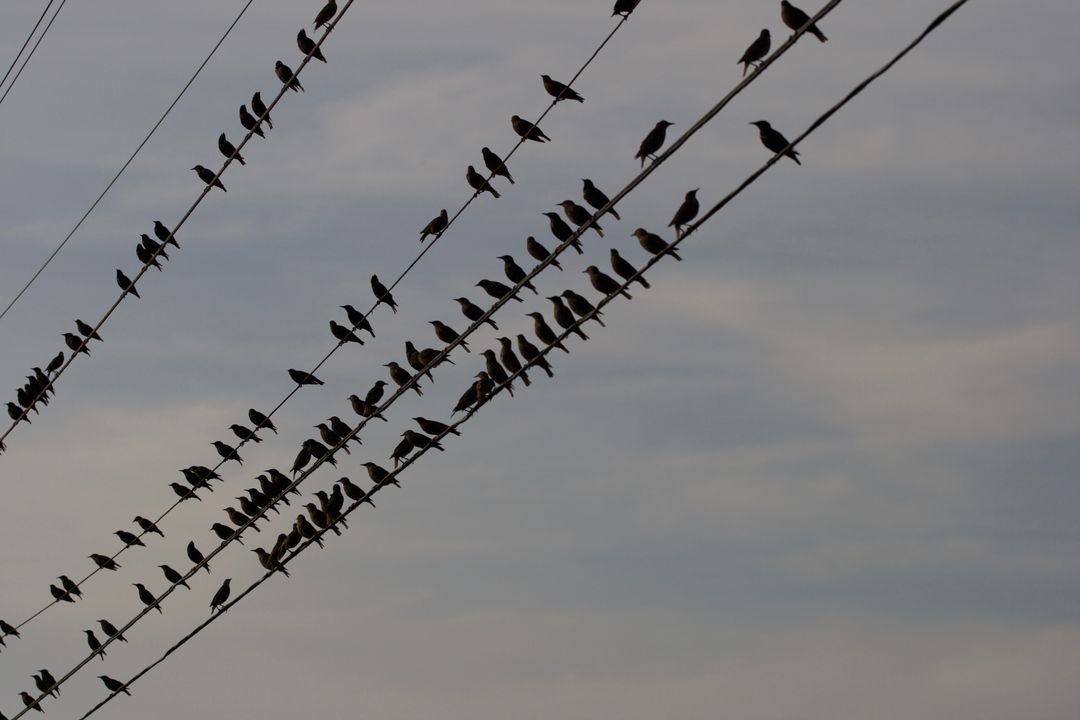 Silhouetted Birds Perching on Power Lines at Dusk Sky Pattern of Birds on Wires