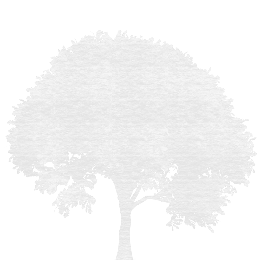 Grey Tree Transparent Illustration for Nature Projects - Download Free Stock Images Pikwizard.com