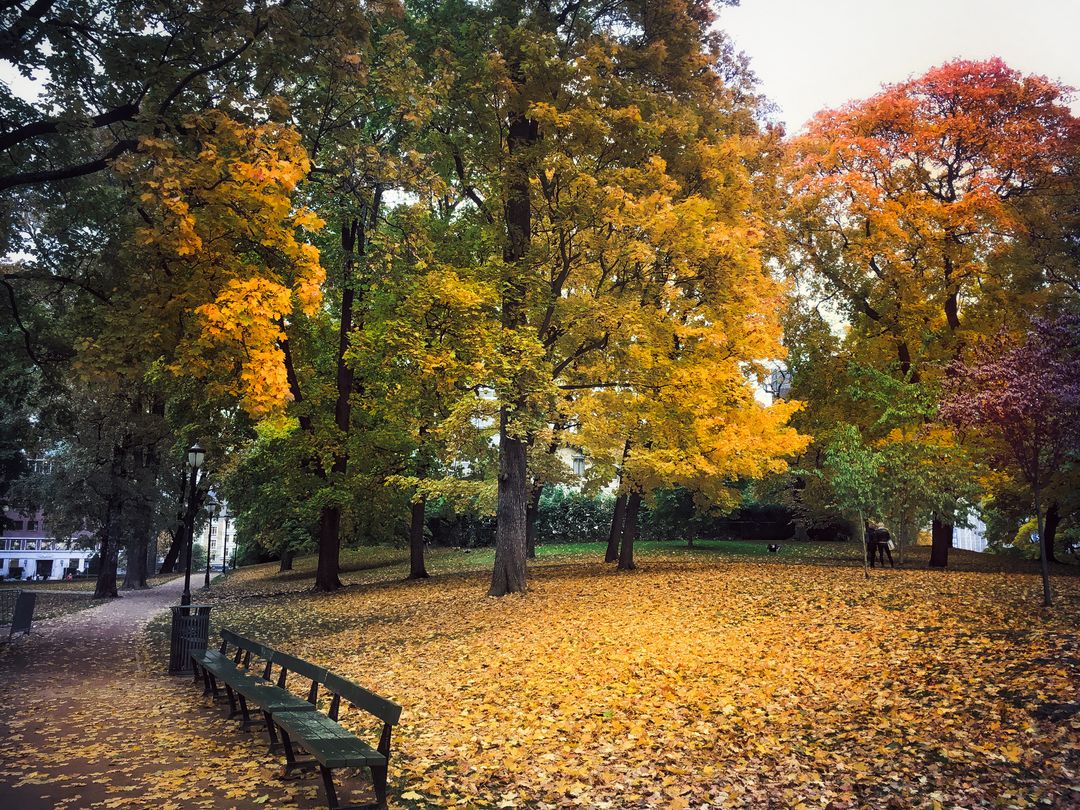 Scenic Autumn Park with Fallen Leaves and Colorful Trees - Free Images, Stock Photos and Pictures on Pikwizard.com