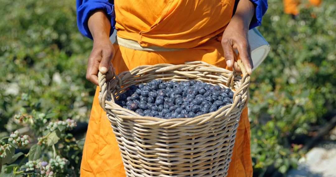 Person Harvesting Fresh Blueberries in Woven Basket - Free Images, Stock Photos and Pictures on Pikwizard.com